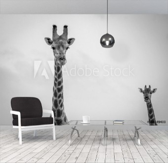Picture of Giraffe looking at the camera in black and white